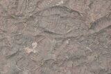 Ordovician Trilobite Mortality Plate (Pos/Neg) - Morocco #218667-3